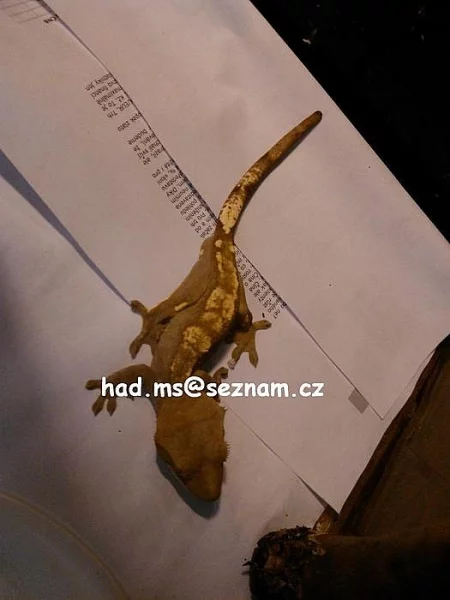 rhacodactylus ciliatus harlequin samec