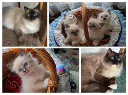 RAGDOLL kocourci s PP