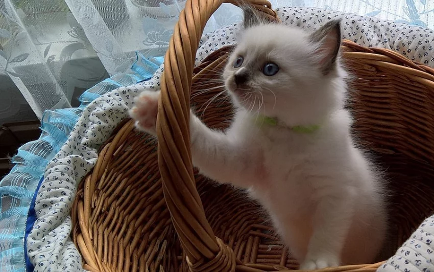 RAGDOLL kocourci s PP