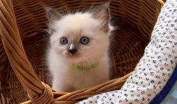 RAGDOLL kocourci s PP