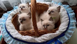 RAGDOLL kocourci s PP
