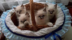 RAGDOLL kocourci s PP