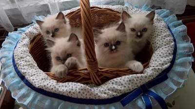 RAGDOLL kocourci s PP