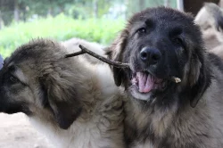 Kavkazský pastevecký pes štěňata