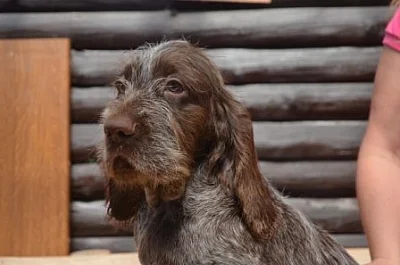 Italský spinone štěňata na prodej
