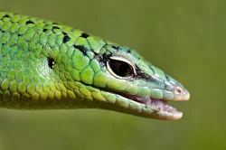 anolis,ebenavia,lucasium,dasia