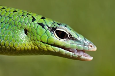 anolis,ebenavia,lucasium,dasia