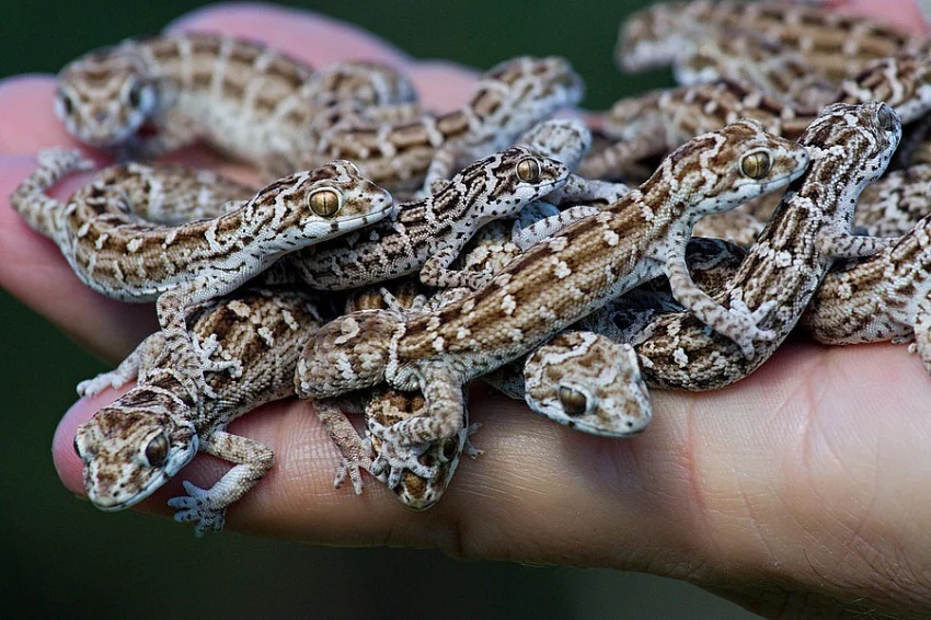 anolis,ebenavia,lucasium,dasia
