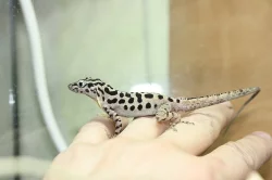 anolis,ebenavia,lucasium,dasia