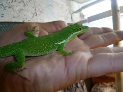 anolis,ebenavia,lucasium,dasia