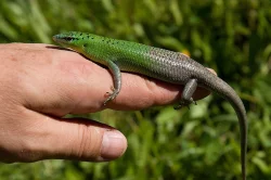 anolis,ebenavia,lucasium,dasia