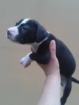 ŠŤĚŇÁTKA AM. PITBULTERIÉRA