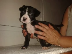 ŠŤĚŇÁTKA AM. PITBULTERIÉRA