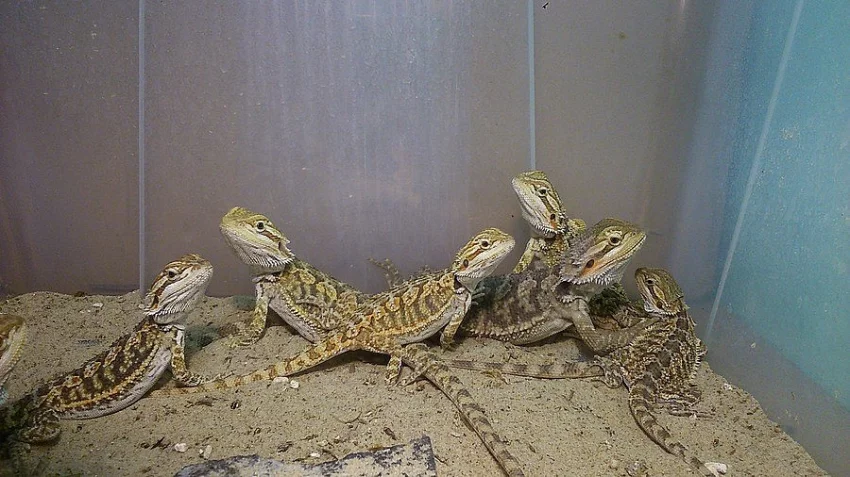 Agama vousatá - mláďata