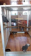 ŽAKO KONGO - Prodám ručně dokrmenou samičku a samec