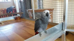 ŽAKO KONGO - Prodám ručně dokrmenou samičku a samec