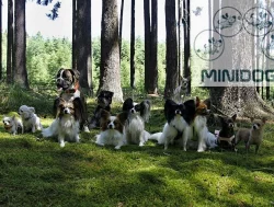 Minidogs - psí salon a hlídání psů