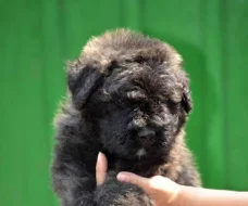 Bouvier des Flandres