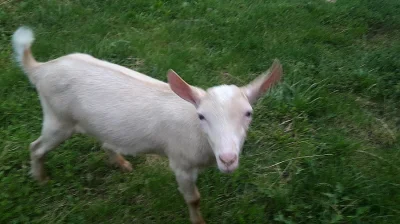 kozlík