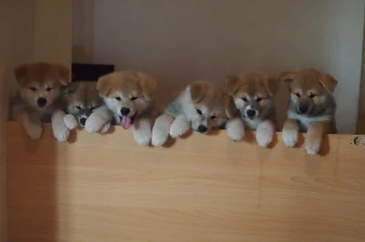 Akita inu s PP