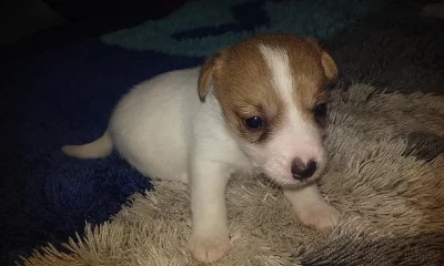 Jack Russell bez PP