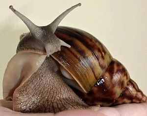 Achatina Achatina