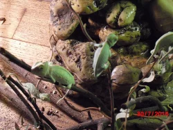 Chameleon jemenský - mláďata