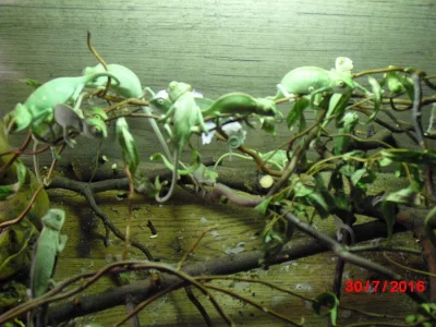 Chameleon jemenský - mláďata
