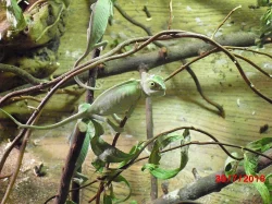 Chameleon jemenský - mláďata