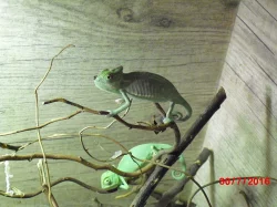 Chameleon jemenský - mláďata