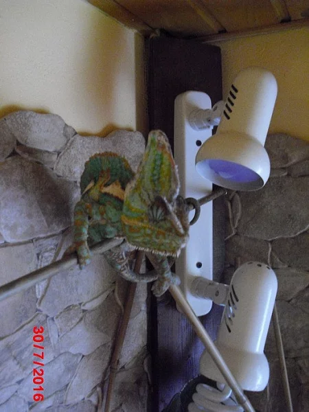 Chameleon jemenský - mláďata