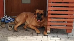 Tosa inu - štěnátka