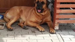 Tosa inu - štěnátka
