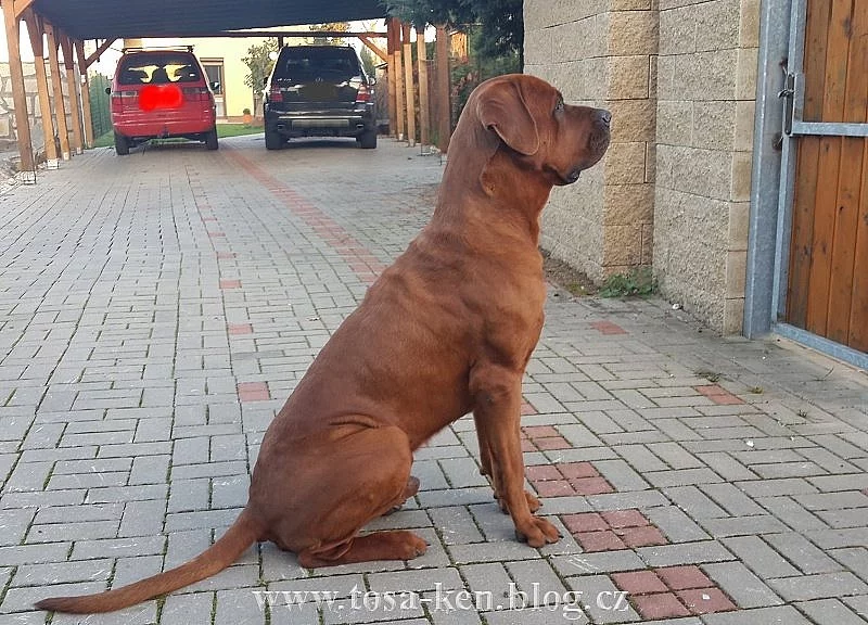 Tosa inu - štěnátka