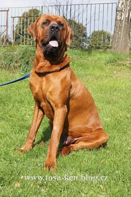 Tosa inu - štěnátka