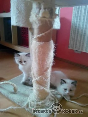Prodám koťátka Ragdoll