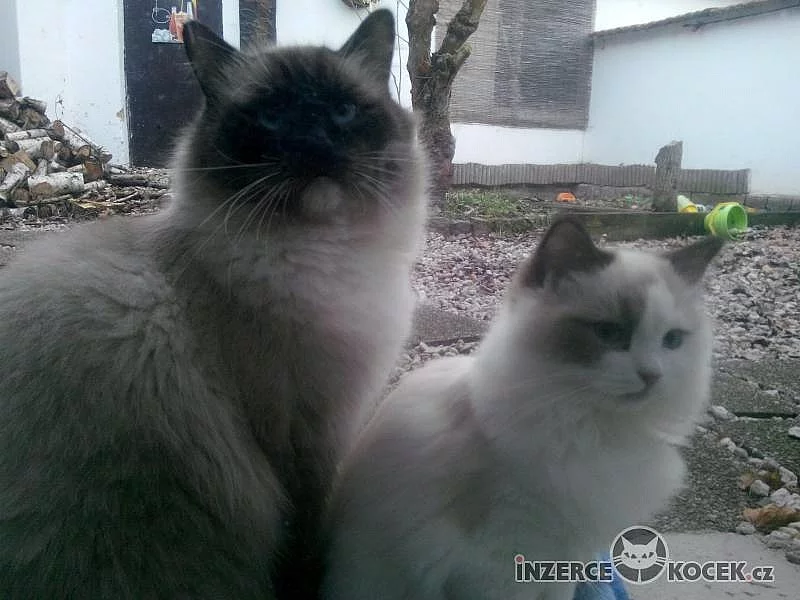 Prodám koťátka Ragdoll