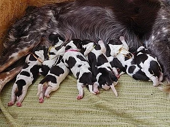 Německý křepelák - štěňata