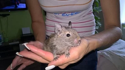osmak degu