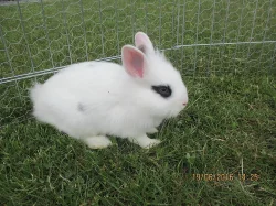 Zakrslí králíčci