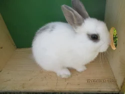 Zakrslí králíčci