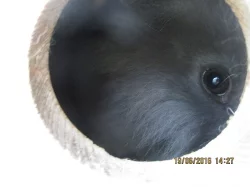 Zakrslí králíčci