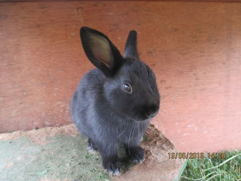 Zakrslí králíčci