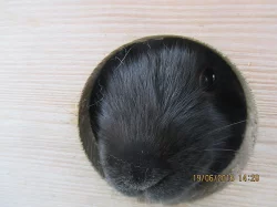 Zakrslí králíčci