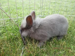 Zakrslí králíčci