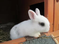 Zakrslí králíčci