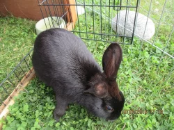 Zakrslí králíčci