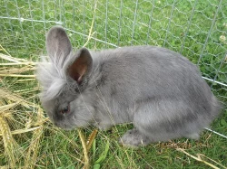 Zakrslí králíčci