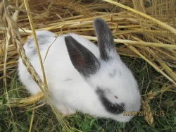 Zakrslí králíčci