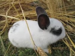 Zakrslí králíčci